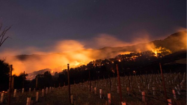 Kebun Anggur Menghalangi Kebakaran Lembah Napa