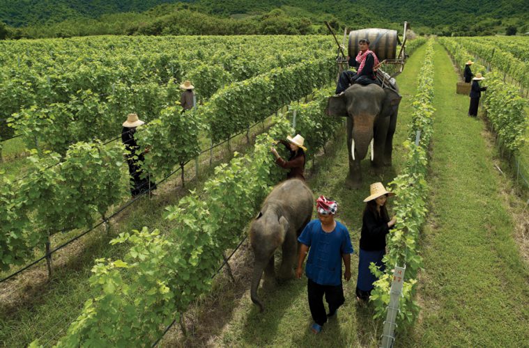 Kebun Anggur Terbaik Yang Ada Di Asia Tenggara