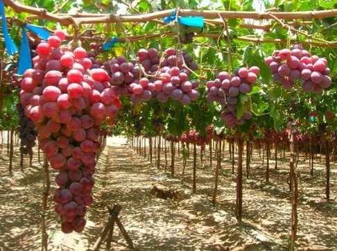 Cara Merawat Kebun Anggur Di Tahun Pertama Penanaman