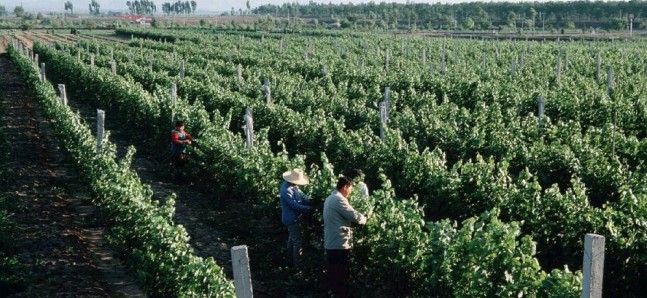 China Sebagai Penghasil Anggur Terbaik Nomor Dua Di Dunia