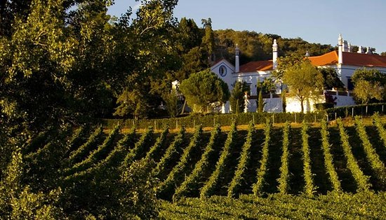 Kebun Anggur Terbaik Di Eropa