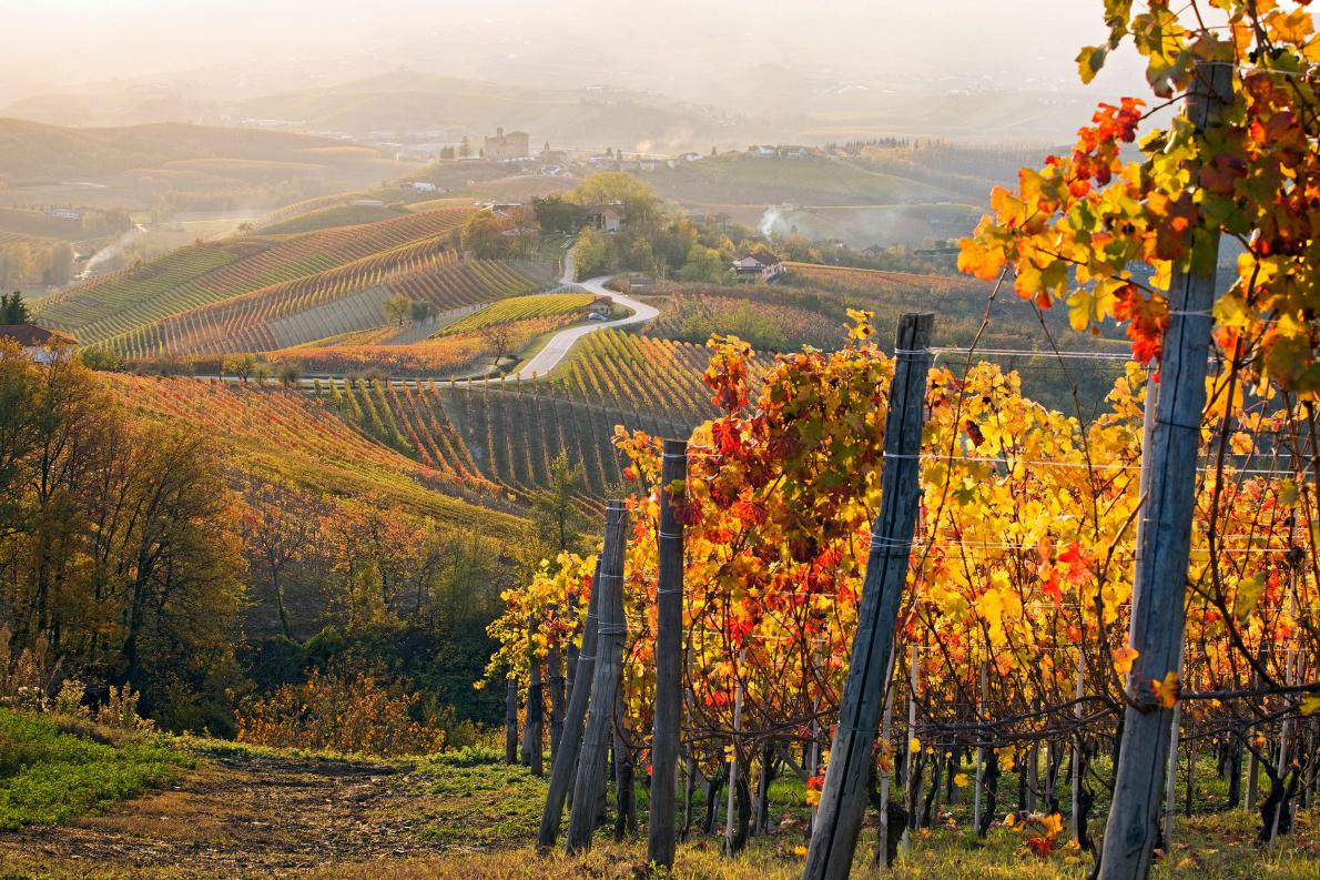 Kebun Anggur Terbaik Yang Terdapat Di Eropa