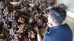 Ekspor Anggur Indonesia Ke Pasar Internasional