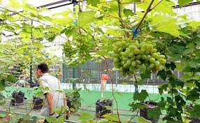 Mengoptimalkan Produktivitas Keberlanjutan Kebun Anggur