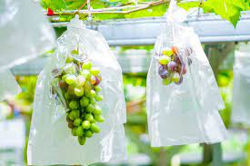 Petani Anggur Gotong Royong Atasi Tantangan Pasar Global