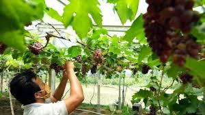 Produksi Anggur Petani Kebun Anggur Riau Berjaya