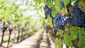 Revitalisasi Kebun Anggur Melalui Inovasi Terbaru